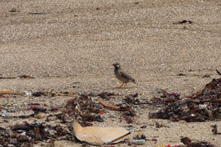 Spodiopsar cineraceus