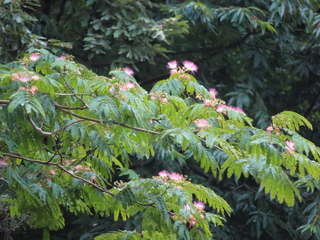 Albizia julibrissin