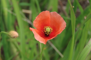 Papaver dubium