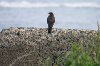 Monticola solitarius