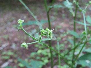 Sanicula chinensis