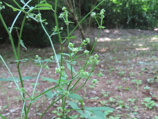 Sanicula chinensis