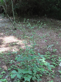 Sanicula chinensis