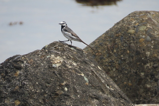 Motacilla alba lugens