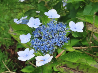 Hydrangea macrophylla f.normalis