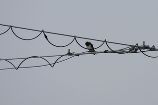Hirundo rustica