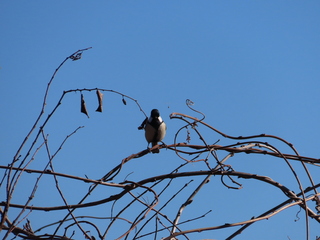 Parus minor