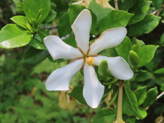 Gardenia jasminoides