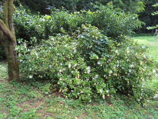 Gardenia jasminoides