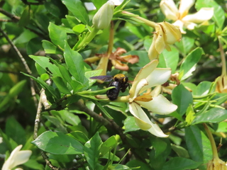 Xylocopa appendiculata