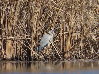 Ardea cinerea