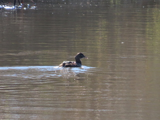 Tachybaptus ruficollis