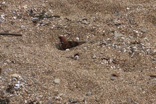 Passer montanus
