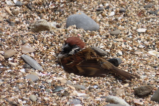 Passer montanus