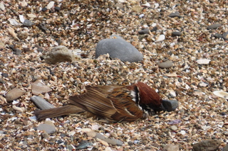 Passer montanus