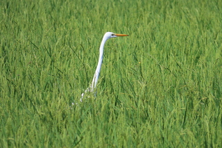 Ardea alba?