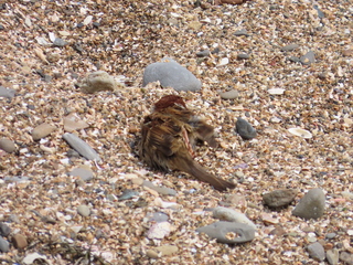 Passer montanus