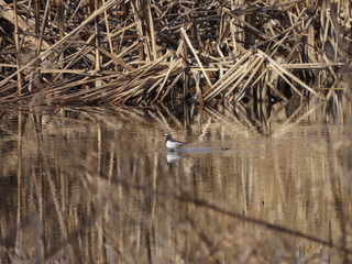 Motacilla grandis