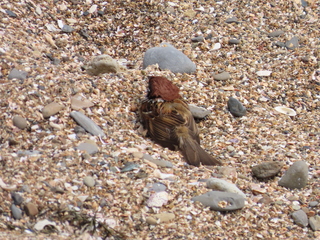 Passer montanus