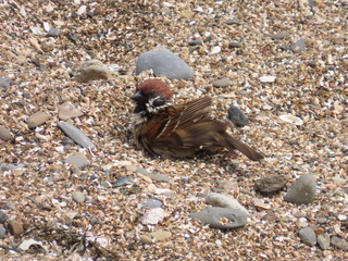 Passer montanus