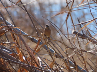 Emberiza cioides
