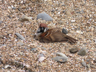 Passer montanus