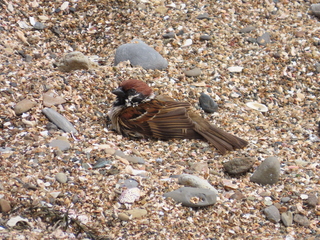 Passer montanus