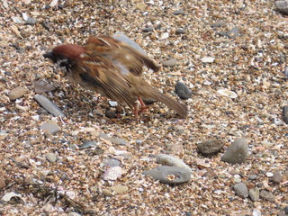 Passer montanus