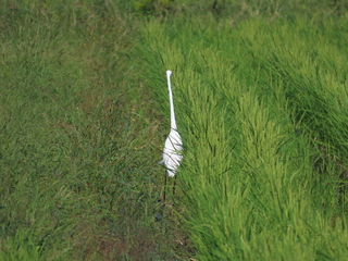 Ardea alba?
