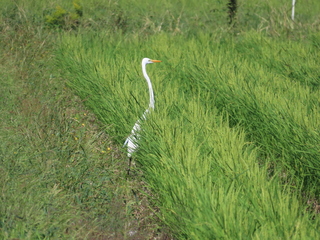 Ardea alba?