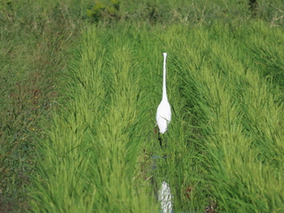 Ardea alba?