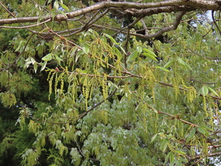 Quercus serrata