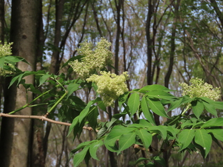 Sambucus sieboldiana