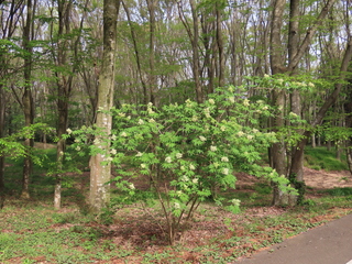 Sambucus sieboldiana