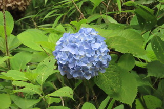 Hydrangea macrophylla