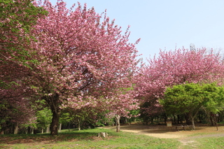 Prunus cv.