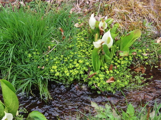 Chrysosplenium grayanum