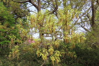 Quercus acutissima