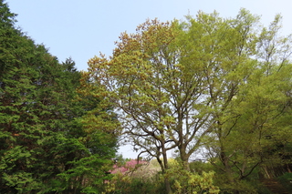 Quercus acutissima