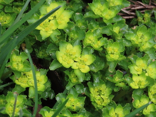 Chrysosplenium grayanum