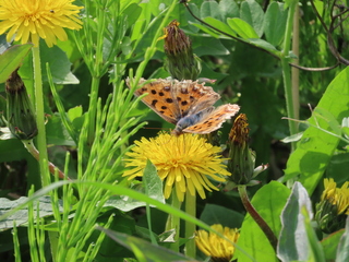 Polygonia c-aureum
