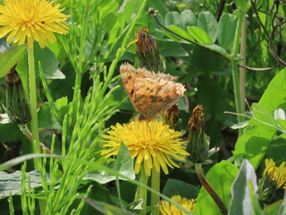 Polygonia c-aureum