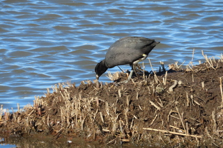 Fulica atra