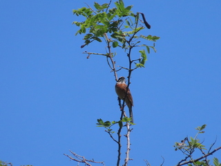 Emberiza cioides