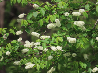 Prunus grayana