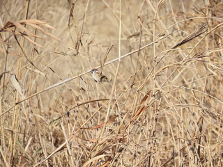 Passer montanus