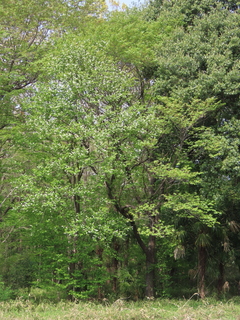 Prunus grayana
