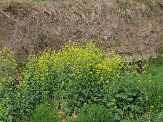 Brassica juncea?