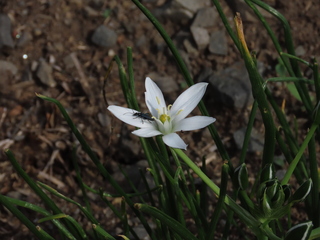 Oedemeronia lucidicollis