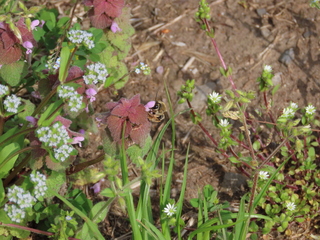 Apis cerana japonica?